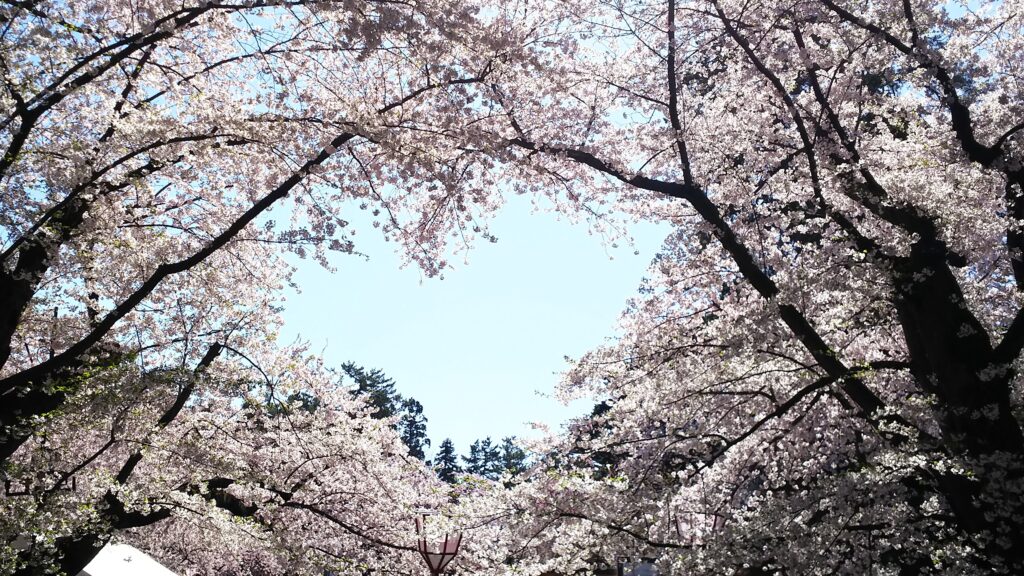 弘前さくらまつりでの弘前公園のハート形の桜