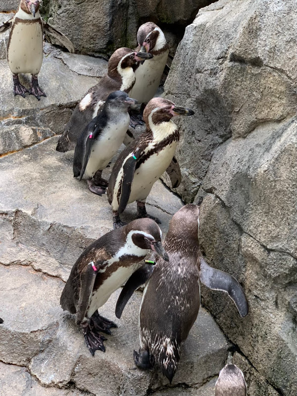 仙台うみの杜水族館のフンボルトペンギン
