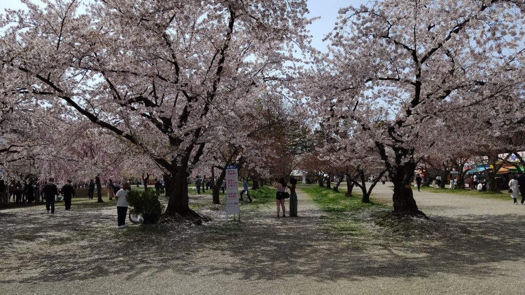 弘前さくらまつり中の弘前公園の桜