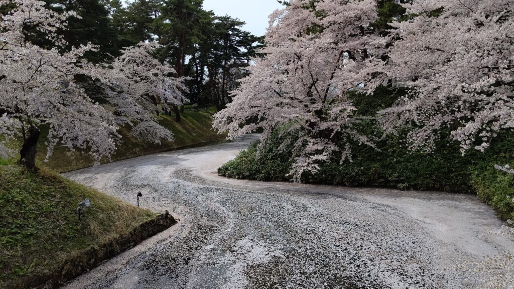 弘前公園の桜の花筏